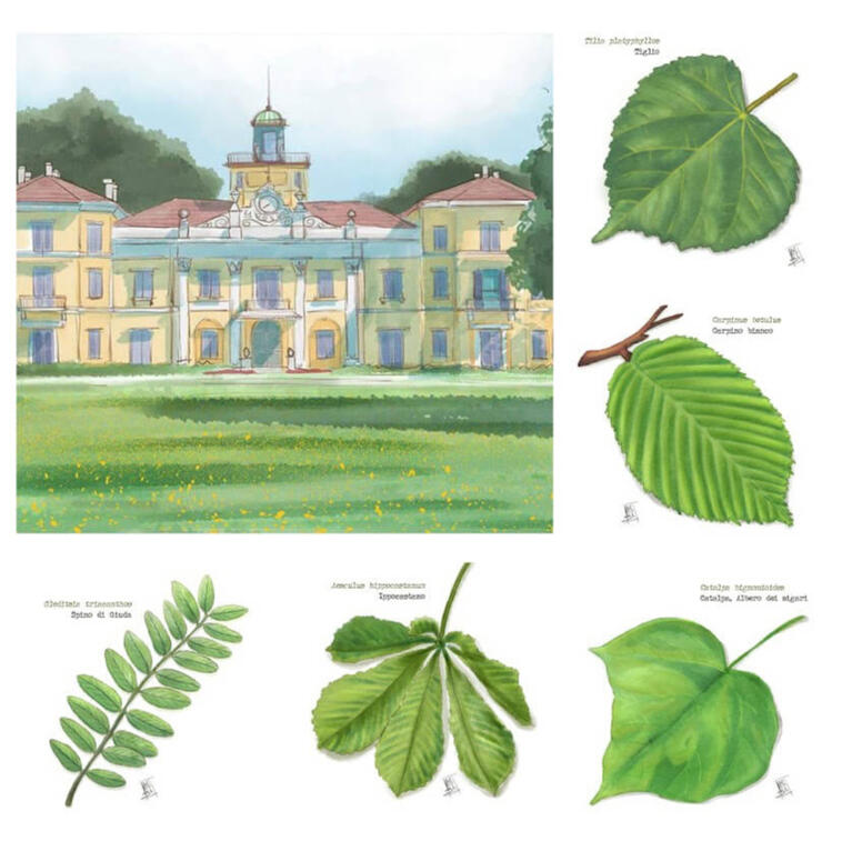 botanical and architectural illustrations
